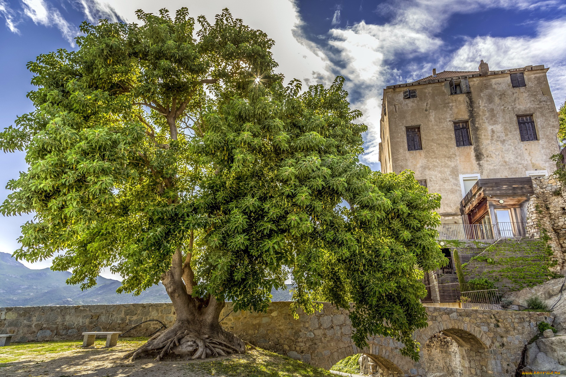 calvi, corsica, france, ,  , 